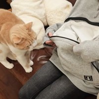 『パーカーのポケットに猫』を入れてみたら…幸せいっぱいな光景に反響続々「何回見ても可愛くてたまらん」「心が和む」と2万再生