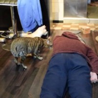 飼い主が『死んだふり』をしたら、猫たちの反応は？…思わずニヤける『微笑ましすぎる光景』が94万再生「愛を感じる」「シュールで吹いた」