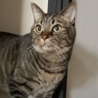 ママがキャリーケースを出すのを見た猫→まさかの方法で『ストライキ』する姿が話題に「引き止め方めっちゃ可愛い」「本当にママ好きなんだね」