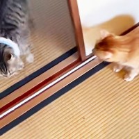 『ふすま越しに暮らしていた猫』を初対面させたら…『個性強すぎ』な爆笑やりとりが5.1万再生「大物ｗ」「シャーされて何ともないｗ」