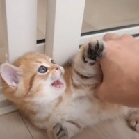 赤ちゃん猫に『ちょっかい』をかけてみると…可愛すぎる光景が癒されると7万4000再生「とっても可愛い」「ずっと見てられる」