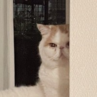 棚の上に座っていた猫が……→突然始まった『セクシーショー』に爆笑の声「近くで観劇したいｗ」「ちょっとだけよ〜」と231万表示