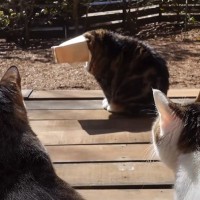 日向ぼっこ中に謎の生き物を見つけた猫たち→『まさかすぎる光景』に爆笑する人続出「あまりにも反則級ｗｗ」「エンターテイナーだねｗ」