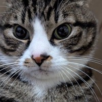 キャットタワーに座っているだけと思った猫が、実は…飼い主も知らなかった『まさかの行動』に1万9000いいね「コミュ力高いｗ」「賢いね」
