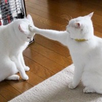 『多分、スイッチ押しちゃったよね』同居猫のおでこに触れた次の瞬間…思わず爆笑の光景が161万表示「押してしまったｗ」「あっ、て感じｗ」