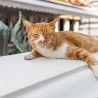 歴史ある寺院の入り口にたたずみ、幸運を呼び寄せる「ハイタッチ猫」が観光客に大人気　中国