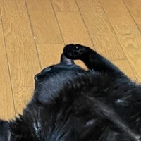 『ダラダラしすぎ』くつろいでいる黒猫を見てみたら…『衝撃の寝相』に爆笑する人続出「幸せの象徴ｗ」「ファスナー見え見えｗ」と42万表示