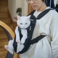 超甘えん坊な白猫を『おんぶ紐』でおんぶしてみたら…微笑ましすぎる光景が105万再生「愛情が詰まってる」「赤ちゃん育ててるみたいｗ」