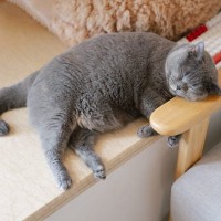 猫との『遊び』をサボると起きるトラブル3選　遊ぶことが猫にはどれだけ大切か知って