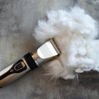 猫に『毛玉』ができちゃったときの対処法2選　毛玉が特にできやすい体の場所も解説