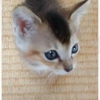 大雨の日に保護された『甘えん坊な子猫』愛でまくって4年が経つと…予想外の成長をとげた『現在の姿』が20万再生「張り紙ｗ」「可愛いｗ」