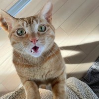 愛猫には『隠し事』ができないな…と思う瞬間5選　こっそりおやつや外出…なぜ気づかれる？