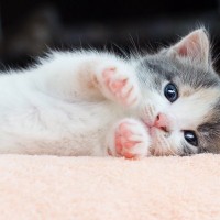 子猫の『成長に悪影響を与える要因』5つ　健康に育てるために避けるべき行動や環境