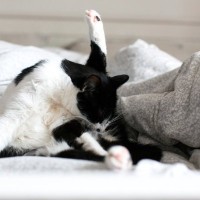 猫の『お尻のケア』3つのアイデア　ウンチのあとは拭いたほうがいいの？