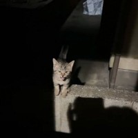 寒空の下『窓の外で鳴き続ける子猫』に声をかけたら…『驚くべき瞬間』が2万7000再生「ご縁ってすごい」「まさかの行動に笑った」