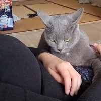 撫でられている猫が突然ガンを飛ばしだして…独特すぎる『愛情表現』が2万6000再生「目つき最高」「顔つきいかつすぎて草」「反抗期かな？」