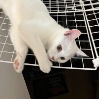 猫が間違って落ちないように貼ったネットなのに……『まさかの姿』が161万表示の大反響「親の心ネコ知らず」「最高に猫してて好き」