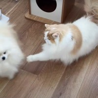 犬が『ふだんは温厚な猫』を遊びに誘った結果…意外すぎる『まさかの反撃』が8万6000再生「ぶちギレモン」「びっくりしてショボン」の声も