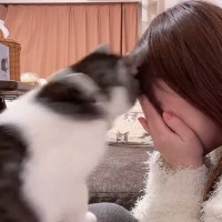 飼い主が泣いていたら、猫が……胸キュン必至な『まさかの光景』が47万再生「彼氏いらんなｗ」「めっちゃイケメン」と絶賛の声続出