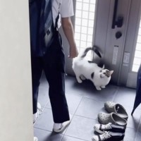 息子と娘には普通にお見送りする猫→お父さんが出かけようとすると…思わず爆笑の展開が107万再生「チョロいと思ってｗｗ」「愛おしすぎる」