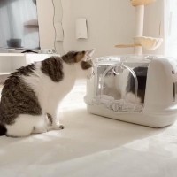 弟猫を『病院に連れて行こう』としたら、兄猫が……優しさ溢れる『尊い光景』に「とっても感動した」「愛に溢れてる」と4万6000再生