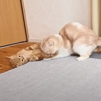 子猫のトイレ直後の『お尻』を嗅いでしまった結果→先輩猫が…100点満点の『リアクション』に「笑いがとまらん」「ウケるｗ」と12万再生