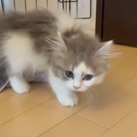 生後2ヶ月半の子猫が『やんのかステップ』をしたら…小さな体で『一生懸命に頑張る姿』が可愛すぎると163万表示「いっちょ前ｗ」「可愛いｗ」