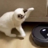 『ロボット掃除機に戦いを挑んだ子猫』→あまりにも微笑ましい立ち向かう様子に1万5000いいね「攻撃力がほぼないペチッｗ」「やさしいね」