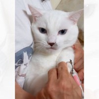 猫が頑張って『爪切りを耐えている』と思ったら…『声が漏れてしまう様子』が尊すぎると46万再生「とにかく可愛い」「何回も見ちゃった」