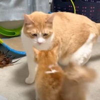 保護した子猫が『先住猫と対面』した結果…飼い主さんも驚愕の『まさかの展開』が10万再生「ときめきが止まらない」「全てが尊い」