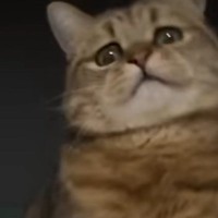 猫がいつも『ボコボコにしているぬいぐるみ』を動かしてみたら…想定外の『リアクション』に爆笑の声続出「表情が最高ｗ」「芸人レベルｗ」