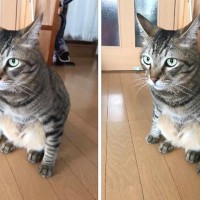 高度な間違い探しかと思いきや…SNSに投稿された猫の写真→『予想外のオチ』に爆笑の声「凄いなぁと思ったらｗ」「笑った」と12万表示