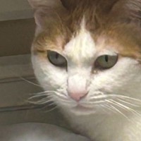 夜中にギャン鳴きする猫→検査しても異常なしで何だろうと思っていたら…判明した『衝撃の理由』が228万表示「守護神」「出来るコやなぁ」