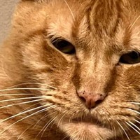 動物病院の先生に『しゃくれてますね』と言われた猫→まさかの姿に「爆笑してしまった」「可愛すぎるｗｗ」と27万いいねの大反響