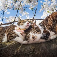 猫に起こり得る『春のトラブル』4選　花見、季節の変わり目…浮かれていては危険！