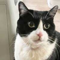 『わたしを味変ババアだと思ってる……』→猫の可愛すぎる行動に6万2000いいね「パワーワードすぎて吹いた」「期待の眼力強すぎ」の声