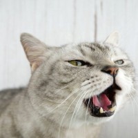 猫が『発情期』を迎えたサイン　オス・メス別に解説　その期間はどう過ごすのが正解？