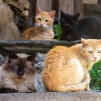 猫にとって大切な『縄張り』にまつわる3つの話　どのくらいの広さ？どうやって決まるの？