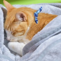 猫があなたの『お布団を占拠するワケ』3選　自分のベッドで寝てもらうための対処法も
