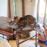 猫の『マウンティング』行動をする3つの理由　見かけたら止めるべき？