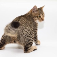 猫の『おなら』聞いたことある？特徴やタイミング、危険なタイプなどを解説