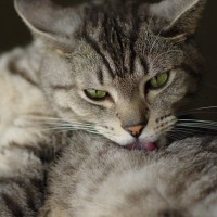 猫あるある？愛猫をなでたら『なでた場所を即なめる』理由3選　触らないでほしいサイン？