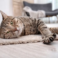 猫が『新しい敷物』を喜ぶのはなぜ？考えられる3つの理由　ラグ選びのアドバイスも