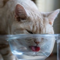 猫を不健康にしてしまう『NGな水』があった！4つの特徴と理由