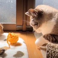『ボール遊びをしたい、けど眠たい…』と葛藤し始めた猫→まるで"赤ちゃんのような姿"に笑ってしまう人続出「可愛すぎるｗ」「お日様の誘惑にｗ」