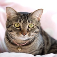 猫の定番模様『トラ柄』知っているようで知らない3つの話　どうして多いの？