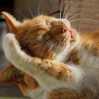 愛猫があなたの『ひざの上で毛づくろい』をしているときのキモチ選　椅子代わりにされている？