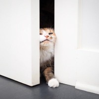 猫が『扉の下から手を入れてじゃれる』理由3選　少しでも離れていると不安なの？