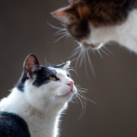 猫には猫の『マイルール』5選　猫同士がうまく折り合いをつけるために守っていることとは