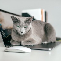 猫が『パソコンのキーボード』に乗りたがるのはなぜ？4つの理由とやめてもらう方法
